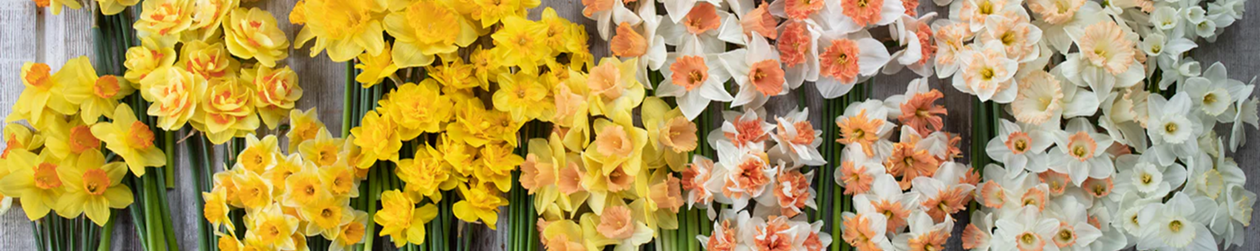 Spring Dishes