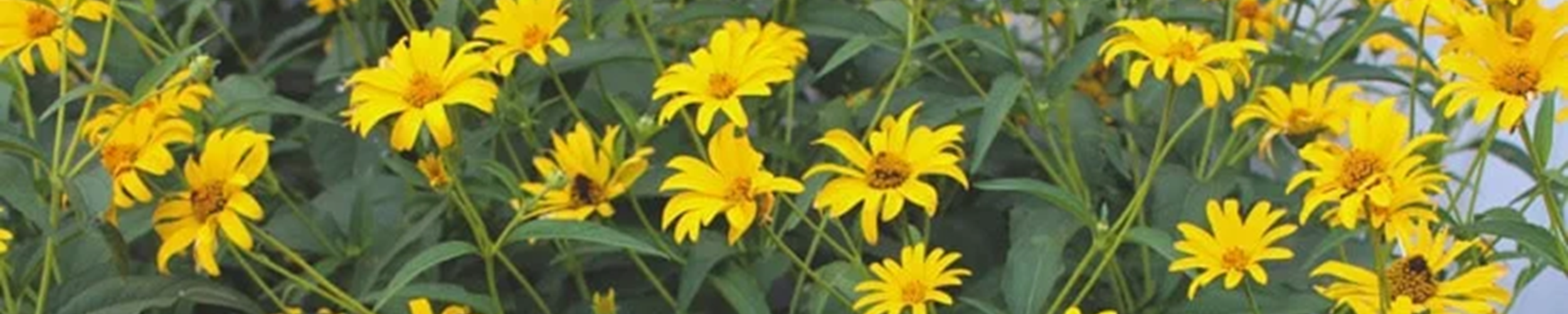 Bees & Blooms in the Kitchen