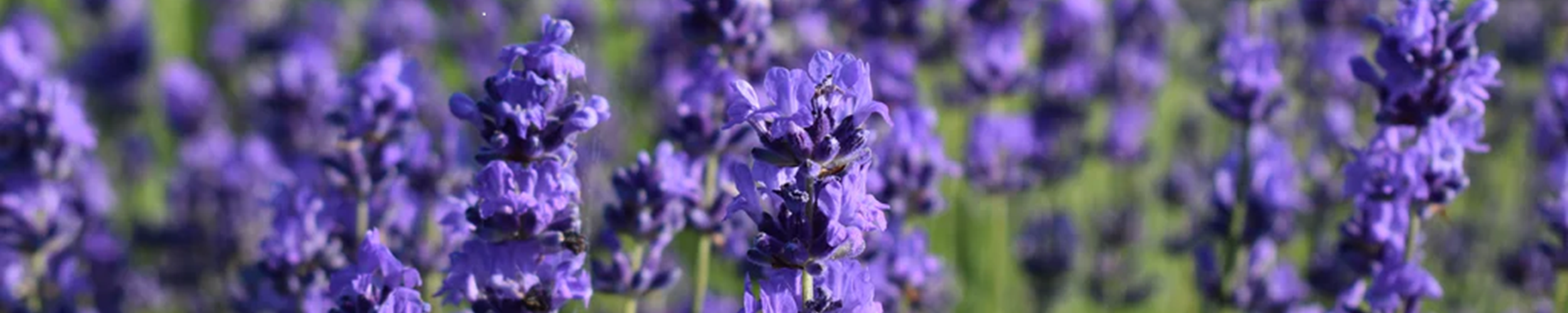 Lavender Dreams